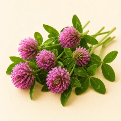 Red Clover